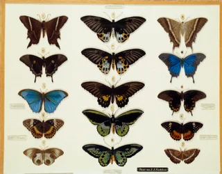 Zoologie : Planche de papillons peinte sur verre par John James Audubon (1780-1851) 19e siècle Collection Brieux