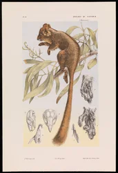 Opossum de Leadbeater, Gymnobelideus leadbeateri
