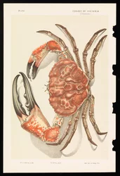 Crabe géant de Tasmanie, Pseudocarcinus gigas