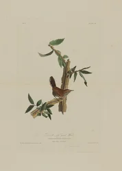 Le troglodyte à longue queue de Bewick, tiré de Birds of America, gravé par Robert Havell (1793-1878)