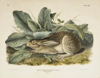 Lièvre à queue noire, 1845