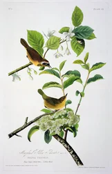La Paruline à gorge jaune du Maryland, extrait de Birds of America, gravé par Robert Havell (1793-1878)