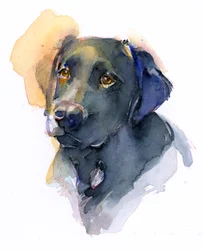 Labrador noir, 2017