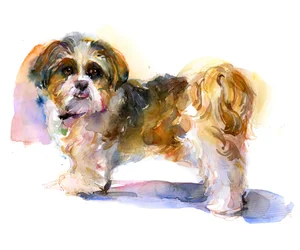 Portrait de Murphy