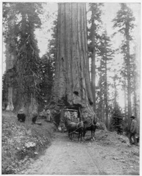 Route traversant un séquoia géant, Mariposa Grove, Wawona, Californie, fin du 19e siècle