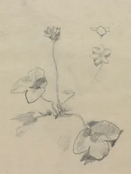 Anémone