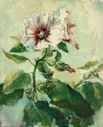 Étude de roses trémières roses à la lumière du soleil, d