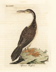Grébifoulque africain, Podica senegalensis. Gravure à la main en cuivre dessinée et gravée par John Latham de son propre A General History of Birds, Winchester