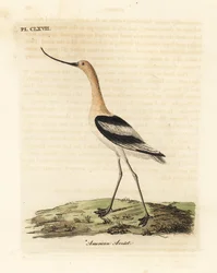 Avocette d