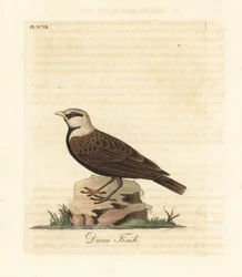 Moineau-lark à couronne cendrée, Ereopterix griseus (Pinson Duree, Emberiza gingica). Gravure à la main en couleur par John Latham de son propre A General History of Birds, Winchester