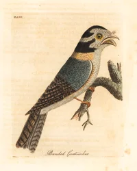 Égothèle australienne, Aegotheles cristatus ou podarge gris, Podargus strigoides? Gravure à la main par John Latham de son propre A General History of Birds, Winchester