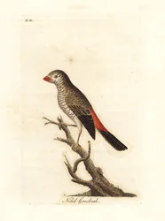 Diamant à cinq couleurs, Stagonopleura bella (gros-bec brillant, Loxia nitida). Dessiné et gravé par John Latham pour son propre ouvrage A General History of Birds, Winchester
