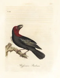 Barbican à bec noir, Lybius guifsobalito (barbican abyssinien, Bucco saltii). Planche de cuivre coloriée à la main, dessinée et gravée par John Latham, tirée de son ouvrage A General History of Birds, Winchester