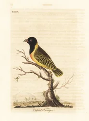 Tisserin à tête noire et collier jaune, Ploceus melanocephalus capitalis (Tangara capitale, Tanagra capitalis). Gravure sur cuivre coloriée à la main dessinée et gravée par John Latham de son propre A General History of Birds, Winchester