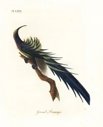 Paradisier à bec en faucille noir, Epimachus fastosus. Vulnérable. (Grand promerops, Upupa superba.) Nouvelle-Guinée. Planche de cuivre coloriée à la main, dessinée et gravée par John Latham, tirée de son ouvrage A General History of Birds, Winchester