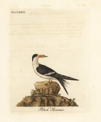 Bec-en-ciseaux noir, Rynchops niger (Rhynchops nigra). Gravure sur cuivre coloriée à la main, dessinée et gravée par John Latham, tirée de son propre ouvrage A General History of Birds, Winchester