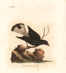 Traquet rieur, Oenanthe leucura (grive à queue blanche, Turdus leucurus). Planche sur cuivre coloriée à la main, dessinée et gravée par John Latham pour sa propre A General History of Birds, Winchester
