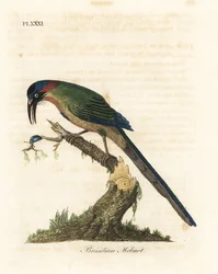Motmot à couronne bleue, Momotus momota (Motmot brésilien, Momotus brasiliensis). Gravure à la main en couleur par John Latham de son propre A General History of Birds, Winchester