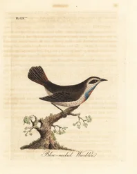 Gorgebleue à miroir, Luscinia svecica. Gravure à la main par John Latham de son propre A General History of Birds, Winchester