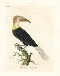 Calao papou, Rhyticeros plicatus. Gravure à la main par John Latham de son propre A General History of Birds, Winchester