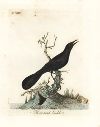 Quiscale des marais, Quiscalus major (mainate à queue en bateau, Gracula barita). Planche de cuivre coloriée à la main, dessinée et gravée par John Latham d