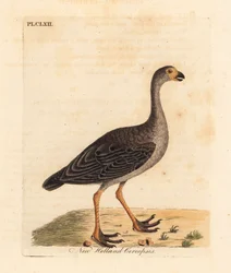 Céréopse cendré, Cereopsis novae hollandiae. Gravure à la main par John Latham de son propre A General History of Birds, Winchester