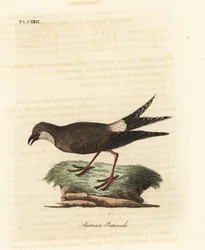 Glaréole à collier, Glareola pratincola. Gravure à la main par John Latham de son propre A General History of Birds, Winchester