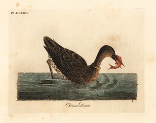 Cormoran utilisé pour la pêche en Asie, peut-être un grand cormoran, Phalacrocorax carbo, ou cormoran japonais, Phalacrocorax capillatus. Gravure à la main par John Latham de son propre A General History of Birds