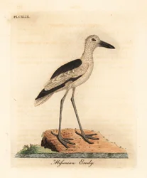 Drome ardéole, Dromas ardeola. Gravure à la main par John Latham de son propre A General History of Birds