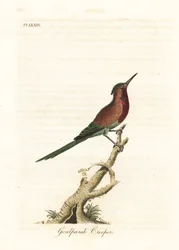 Souimanga siparaja, Aethopyga siparaja seheriae (Grimpereau de Goulpourah). Gravure à la main en cuivre dessinée et gravée par John Latham de son propre A General History of Birds, Winchester