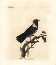 Choucas de Daourie, Corvus dauuricus. Gravure à la main par John Latham de son propre A General History of Birds, Winchester