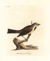 Dickcissel, Spiza americana (Bruant à gorge noire, Emberiza americana). Gravure à la main en cuivre dessinée et gravée par John Latham de son propre A General History of Birds, Winchester
