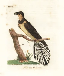 Coucou à éventail, Cacomantis flabelliformis (coucou à queue en éventail, Cuculus flabelliformis). Planche de cuivre coloriée à la main, dessinée et gravée par John Latham d