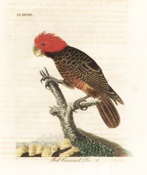 Cacatoès gang-gang, Callocephalon fimbriatum (perroquet à couronne rouge, Psittacus galeatus). Gravure sur cuivre coloriée à la main, dessinée et gravée par John Latham d