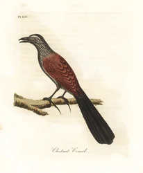 Coucal ou faisan corbeau, Centropus sinensis. Gravure à la main par John Latham de son propre A General History of Birds, Winchester