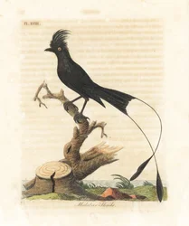 Drongo à raquettes, Dicrurus paradiseus (pie-grièche de Malabar, Lanius malabaricus). Planche de cuivre coloriée à la main, dessinée et gravée par John Latham pour son propre ouvrage A General History of Birds, Winchester