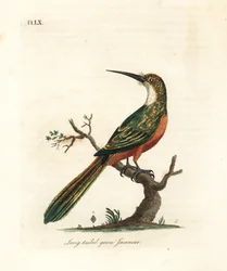 Jacamar à queue verte, Galbula galbula (jacamar vert à longue queue, Galbula viridis). Planche de cuivre coloriée à la main, dessinée et gravée par John Latham pour son propre ouvrage A General History of Birds, Winchester