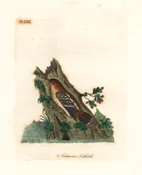 Myrmotherule de Guyane, Myrmotherula surinamensis. Gravure à la main par John Latham de son propre A General History of Birds, Winchester