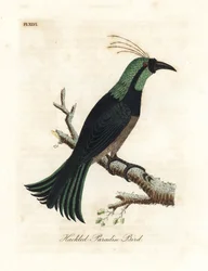 Oiseau de paradis à collerette, peut-être une espèce hybride ou éteinte. Dessiné à partir d