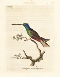 Colibri arlequin, Trochilus multicolor. Spécimen fabriqué au British Museum. Gravure à la main en cuivre dessinée et gravée par John Latham de son propre A General History of Birds, Winchester