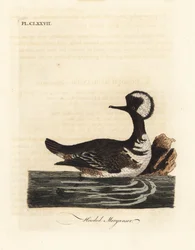 Harle couronné, Lophodytes cucullatus. Gravure à la main par John Latham de son propre A General History of Birds
