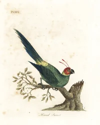 Perruche cornue, Eunymphicus cornutus. Gravure à la main par John Latham de son propre A General History of Birds