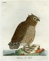 Chouette Hutum, 1821