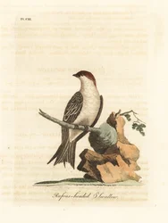 Hirondelle des falaises indienne, Petrochelidon fluvicola. (Hirondelle à tête rousse, Hirundo indica.) Gravure à la main en cuivre dessinée et gravée par John Latham de son propre A General History of Birds, Winchester