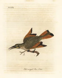 Petit guêpier, Merops pusillus (Guêpier à ailes rouges, Merops erythropterus). Afrique. Gravure à la main en couleur par John Latham de son propre A General History of Birds, Winchester