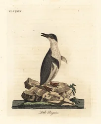 Petit pingouin, Eudyptula minor. Gravure à la main par John Latham de son propre A General History of Birds, Winchester