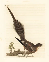 Engoulevent à longue queue, Caprimulgus climacurus (tette-chèvre à longue queue). Planche de cuivre coloriée à la main, dessinée et gravée par John Latham d