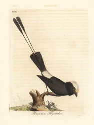 Moucherolle à longue queue, Colonia colonus (gobe-mouches péruvien, Le Colon). Planche sur cuivre coloriée à la main, dessinée et gravée par John Latham pour sa propre A General History of Birds, Winchester