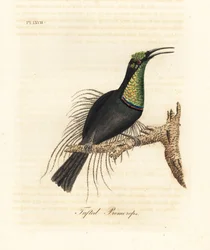 Oiseau-mouche magnifique, Ptiloris magnificus (Promérops touffu). Dessiné d