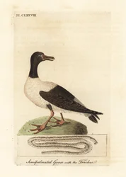 Oie magpie, Anseranas semipalmata, et détail anatomique de sa trachée. (Canard semipalmé, Anas semipalmatus.) Gravure à la main en couleur dessinée et gravée par John Latham de son propre A General History of Birds, Winchester